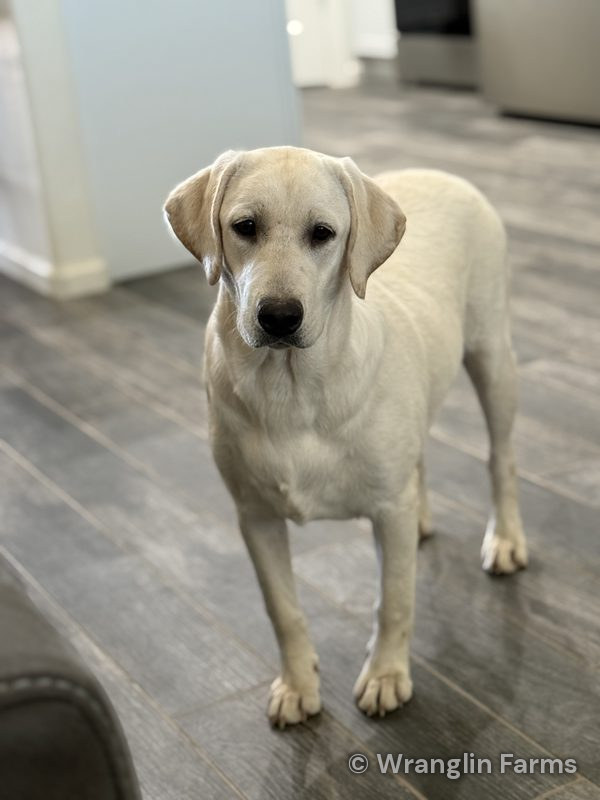 Ginger, a yellow Labrador Retriever female at Wranglin Farms