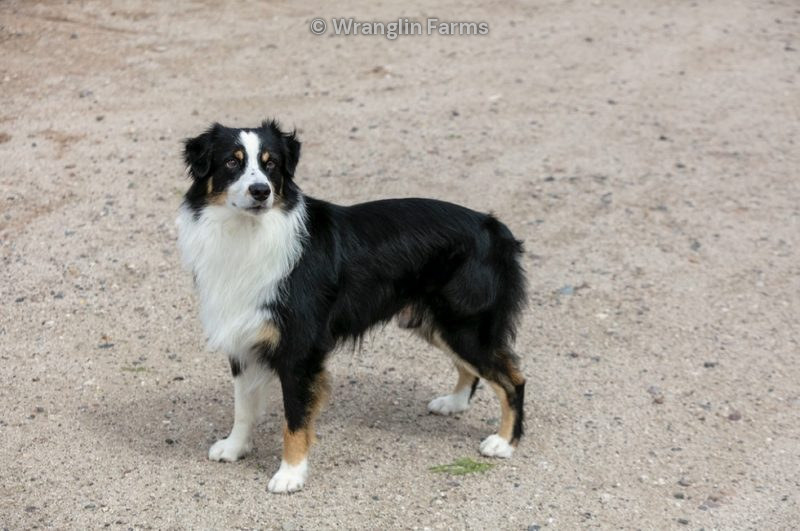 Hooey, a black tri Australian Shepherd at Wranglin Farms