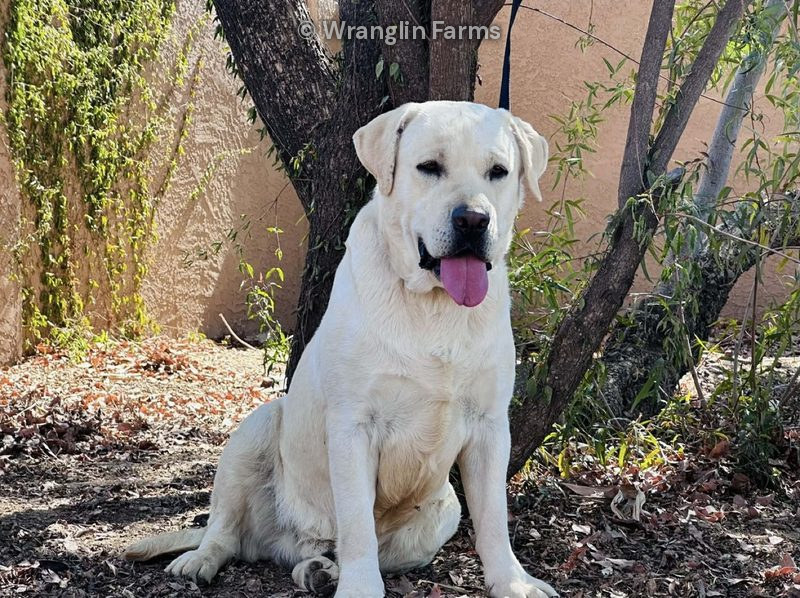 Iceman, a yellow Labrador Retriever