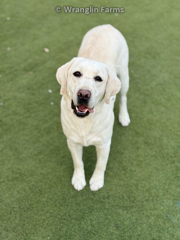 Kassidy, a yellow Labrador Retriever female at Wranglin Farms, looking up at the camera